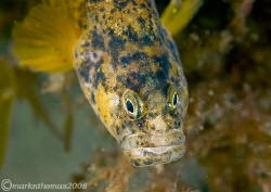Butterfish.
Trefor Pier, N. Wales.
60mm, wet diopter. by Mark Thomas 